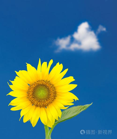 蓝蓝的天空对单个向日葵开花照片-正版商用图片1cq0dd-摄图新视界